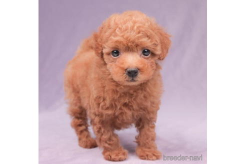 成約済の東京都のタイニープードル-194623の1枚目